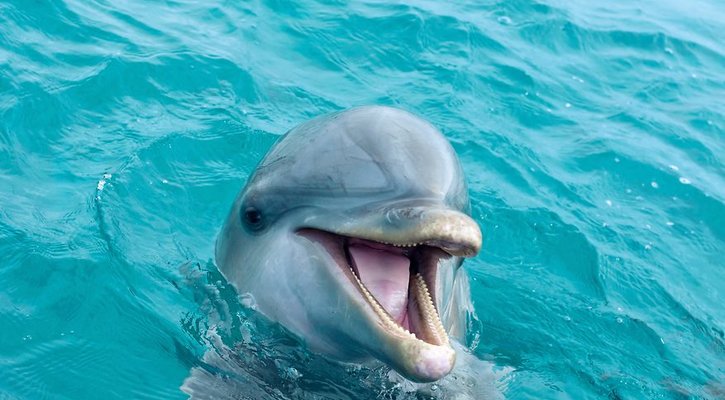 Dolphin